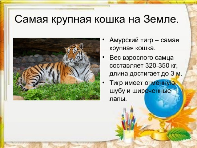 Самая крупная кошка на Земле. Амурский тигр – самая крупная кошка. Вес взрослого самца составляет 320-350 кг, длина достигает до 3 м. Тигр имеет отменную шубу и широченные лапы. 