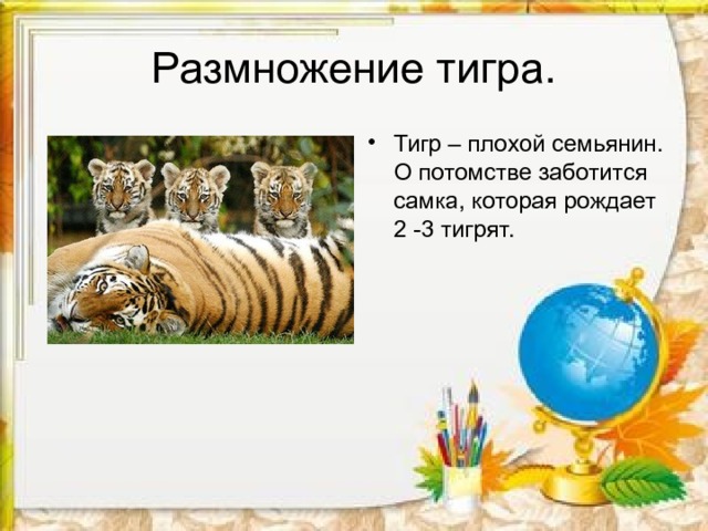 Размножение тигра. Тигр – плохой семьянин. О потомстве заботится самка, которая рождает 2 -3 тигрят. 