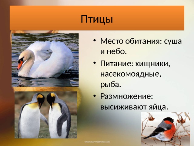 Птицы Место обитания: суша и небо. Питание: хищники, насекомоядные, рыба. Размножение: высиживают яйца. 