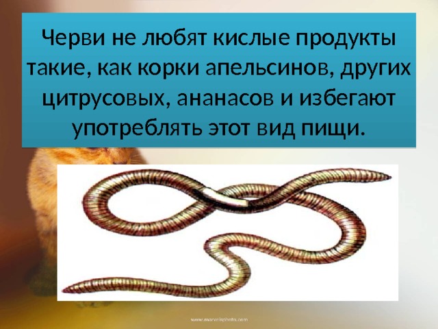 Черви не любят кислые продукты такие, как корки апельсинов, других цитрусовых, ананасов и избегают употреблять этот вид пищи. 