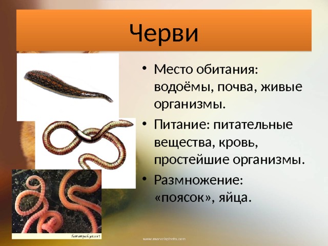 Черви Место обитания: водоёмы, почва, живые организмы. Питание: питательные вещества, кровь, простейшие организмы. Размножение: «поясок», яйца. 