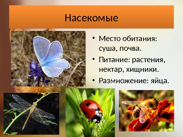 Насекомые Место обитания: суша, почва. Питание: растения, нектар, хищники. Размножение: яйца. 