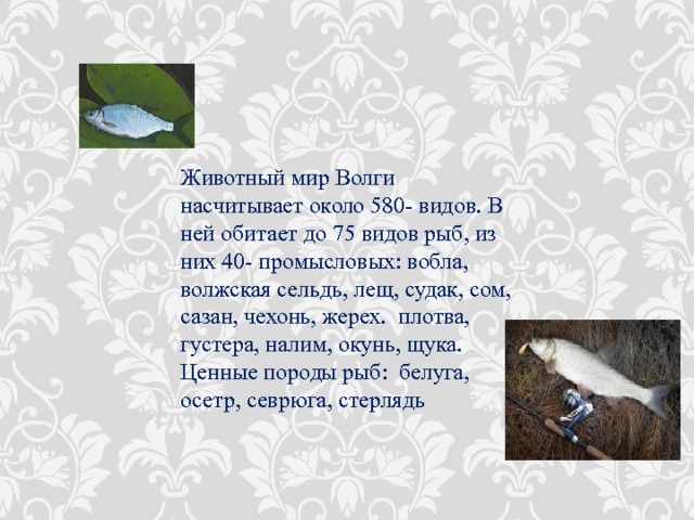 Животный мир Волги насчитывает около 580- видов. В ней обитает до 75 видов рыб, из них 40- промысловых: вобла, волжская сельдь, лещ, судак, сом, сазан, чехонь, жерех. плотва, густера, налим, окунь, щука. Ценные породы рыб: белуга, осетр, севрюга, стерлядь 