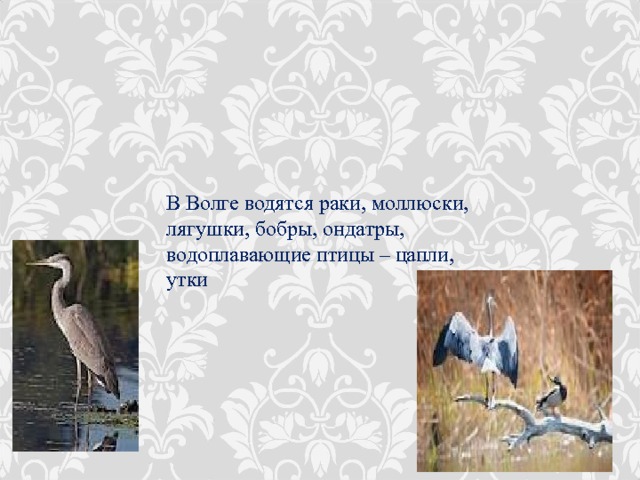 В Волге водятся раки, моллюски, лягушки, бобры, ондатры, водоплавающие птицы – цапли, утки 