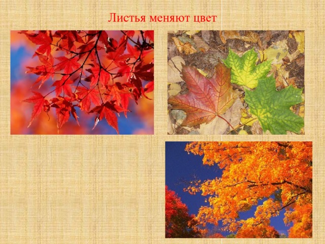 Листья меняют цвет. Изменение окраски листьев осенью.