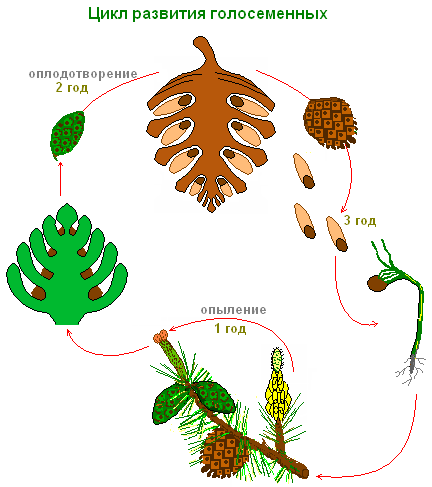Семенное размножение схема