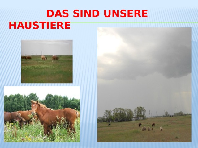  Das sind unsere Haustiere 