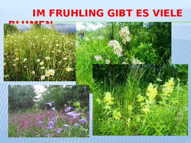  Im Fruhling gibt es viele blumen 