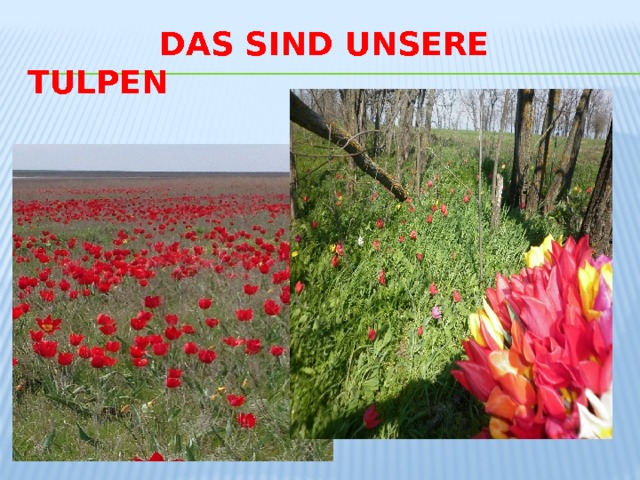  Das sind unsere tulpen 