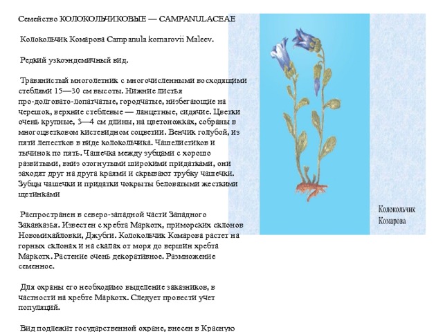 Семейство КОЛОКОЛЬЧИКОВЫЕ — CAMPANULACEAE  Колокольчик Комарова Campanula komarovii Maleev.  Редкий узкоэндемичный вид.  Травянистый многолетник с многочисленными восходящими стеблями 15—30 см высоты. Нижние листья про-долговато-лопатчатые, городчатые, низбегающие на черешок, верхние стеблевые — ланцетные, сидячие. Цветки очень крупные, 3—4 см длины, на цветоножках, собраны в многоцветковом кистевидном соцветии. Венчик голубой, из пяти лепестков в виде колокольчика. Чашелистиков и тычинок по пять. Чашечка между зубцами с хорошо развитыми, вниз отогнутыми широкими придатками, они заходят друг на друга краями и скрывают трубку чашечки. Зубцы чашечки и придатки чокрыты беловатыми жесткими щетинками  Распространен в северо-западной части Западного Закавказья. Известен с хребта Маркотх, приморских склонов Новомихайловки, Джубги. Колокольчик Комарова растет на горных склонах и на скалах от моря до вершин хребта Маркотх. Растение очень декоративное. Размножение семенное.  Для охраны его необходимо выделение заказников, в частности на хребте Маркотх. Следует провести учет популяций.  Вид подлежит государственной охране, внесен в Красную книгу СССР. 