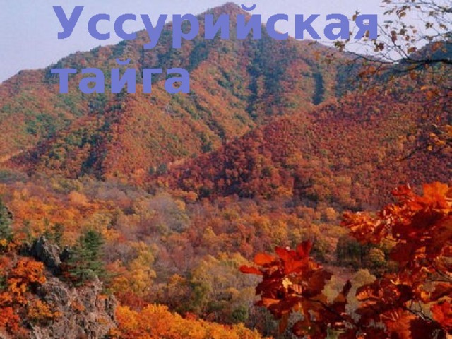 Уссурийская тайга 