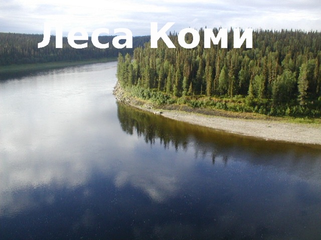 Леса Коми 