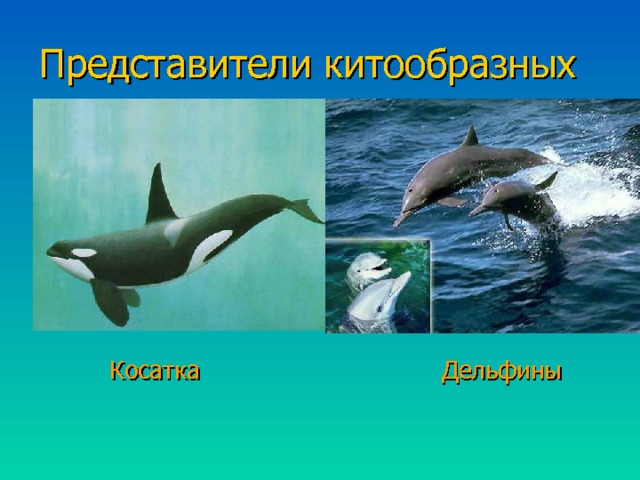 Представители китообразных Косатка  Дельфины 
