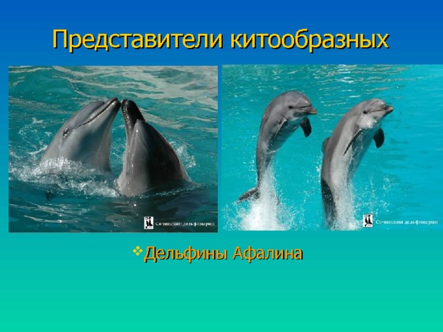Представители китообразных Дельфины Афалина Дельфины Афалина Дельфины Афалина Дельфины Афалина Дельфины Афалина 