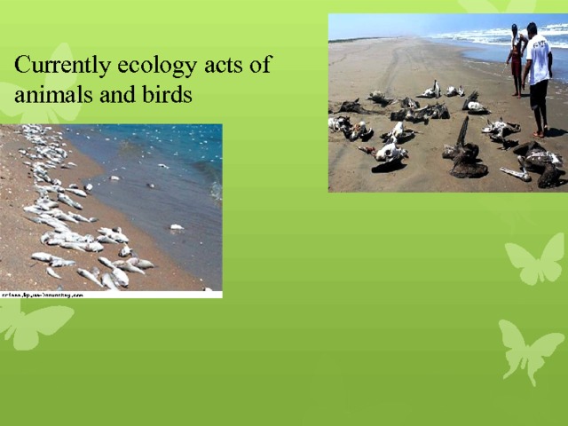 Currently ecology acts of animals and birds 