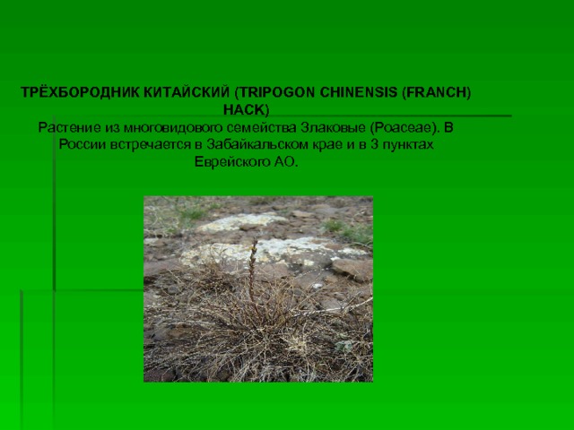 ТРЁХБОРОДНИК КИТАЙСКИЙ (TRIPOGON CHINENSIS (FRANCH) HACK) Растение из многовидового семейства Злаковые (Poaceae). В России встречается в Забайкальском крае и в 3 пунктах Еврейского АО. 