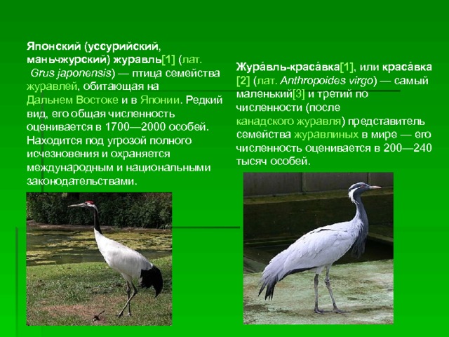 Японский (уссурийский, маньчжурский) журавль [1] ( лат.   Grus japonensis ) — птица семейства журавлей , обитающая на Дальнем Востоке и в Японии . Редкий вид, его общая численность оценивается в 1700—2000 особей. Находится под угрозой полного исчезновения и охраняется международным и национальными законодательствами. Жура́вль-краса́вка [1] , или краса́вка [2] ( лат.   Anthropoides virgo ) — самый маленький [3] и третий по численности (после канадского журавля ) представитель семейства журавлиных в мире — его численность оценивается в 200—240 тысяч особей. 