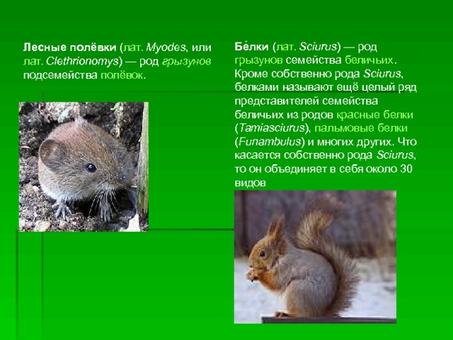 Бе́лки ( лат.   Sciurus ) — род грызунов семейства беличьих . Кроме собственно рода Sciurus , белками называют ещё целый ряд представителей семейства беличьих из родов красные белки ( Tamiasciurus ), пальмовые белки ( Funambulus ) и многих других. Что касается собственно рода Sciurus , то он объединяет в себя около 30 видов Лесные полёвки ( лат.   Myodes , или лат.   Clethrionomys ) — род грызунов подсемейства полёвок . 