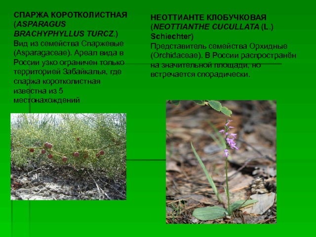 СПАРЖА КОРОТКОЛИСТНАЯ ( ASPARAGUS BRACHYPHYLLUS TURCZ .)   Вид из семейства Cпаржевые (Asparagaceae). Ареал вида в России узко ограничен только территорией Забайкалья, где спаржа коротколистная известна из 5 местонахождений НЕОТТИАНТЕ КЛОБУЧКОВАЯ ( NEOTTIANTHE CUCULLATA (L.) Schiechter) Представитель семейства  Орхидные (Orchidaceae). В России распространён на значительной площади, но встречается спорадически.  