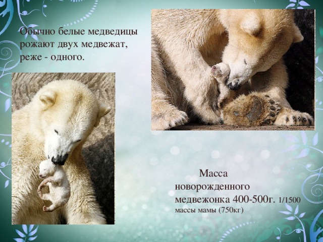 Обычно белые медведицы рожают двух медвежат, реже - одного.  Масса новорожденного медвежонка 400-500г. 1/1500 массы мамы (750кг)