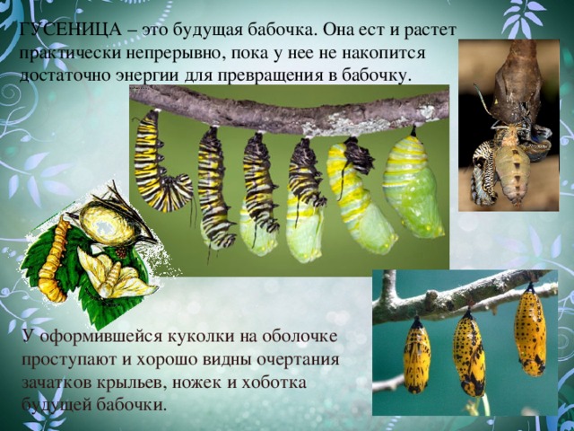 ГУСЕНИЦА – это будущая бабочка. Она ест и растет практически непрерывно, пока у нее не накопится достаточно энергии для превращения в бабочку. У оформившейся куколки на оболочке проступают и хорошо видны очертания зачатков крыльев, ножек и хоботка будущей бабочки.