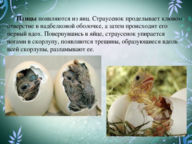 Птицы появляются из яиц. Страусенок проделывает клювом отверстие в надбелковой оболочке, а затем происходит его первый вдох. Повернувшись в яйце, страусенок упирается ногами в скорлупу, появляются трещины, образующиеся вдоль всей скорлупы, разламывают ее.