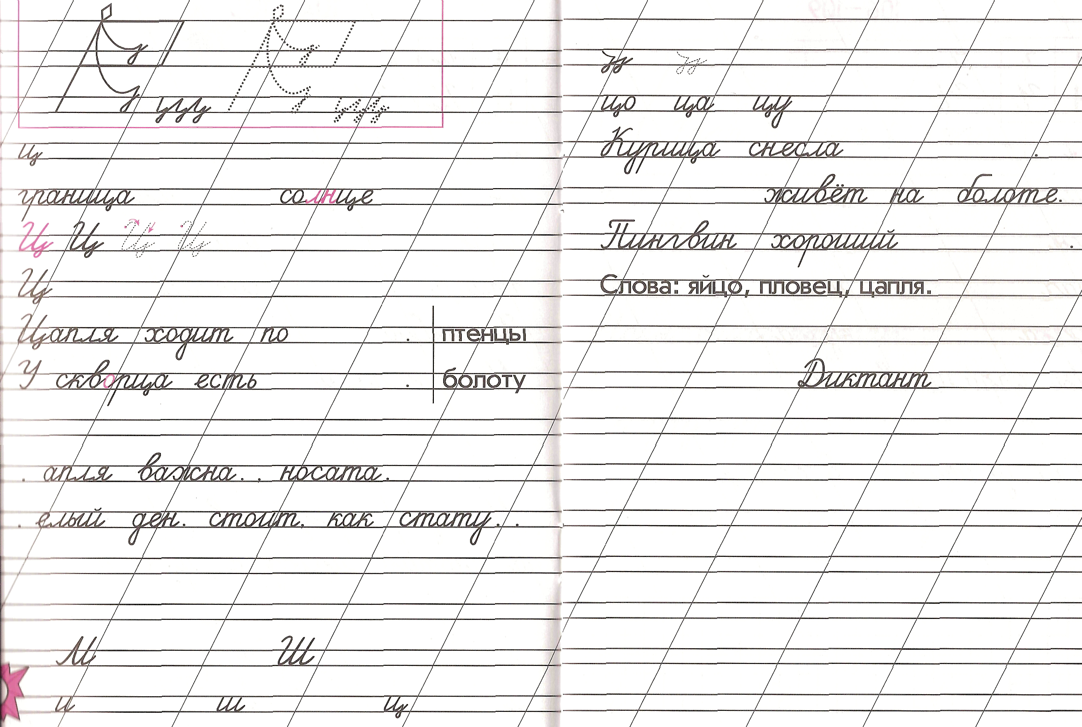 Письмо ц 1 класс. Письмо строчной и заглавной буквы ц. Буква ц пропись. Прописи буква ц прописная. Прописи слов с буквой ц.