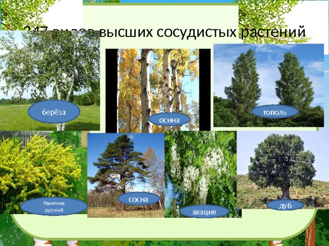 247 видов высших сосудистых растений берёза тополь осина сосна Ракитник русский дуб акация 