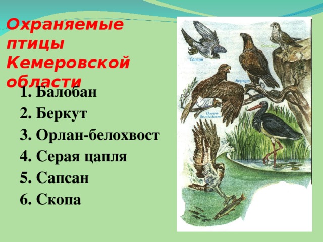 Охраняемые птицы  Кемеровской области  1. Балобан 2. Беркут 3. Орлан-белохвост 4. Серая цапля 5. Сапсан 6. Скопа