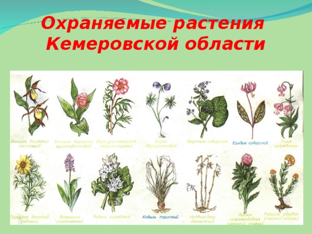 Охраняемые растения  Кемеровской области