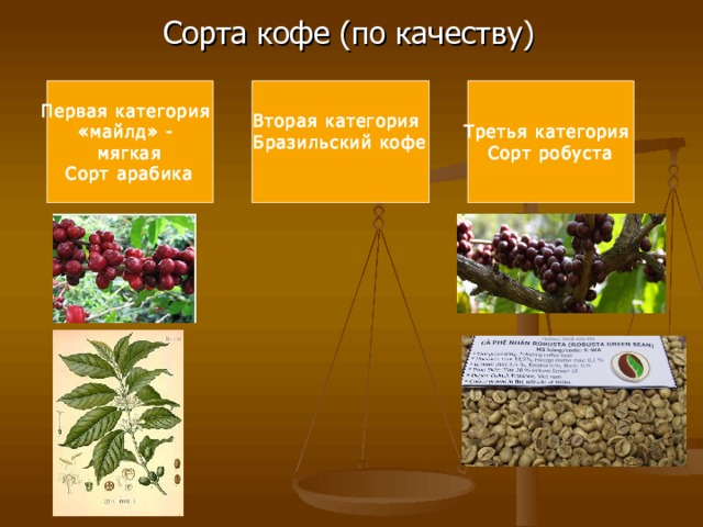 Вторая категория Бразильский кофе  Третья категория Сорт робуста Первая категория «майлд» - мягкая Сорт арабика 