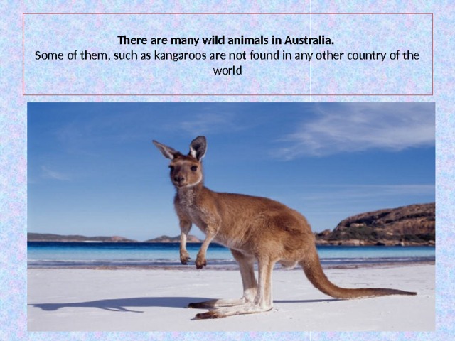  There are many wild animals in Australia.  Some of them, such as kangaroos are not found in any other country of the world   