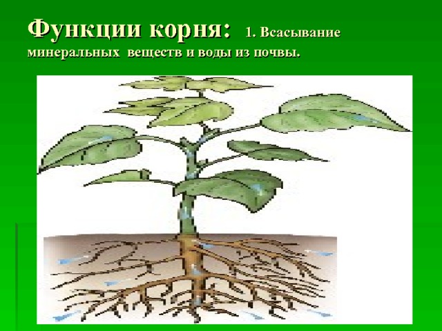 Функции корня: 1. Всасывание минеральных веществ и воды из почвы. 