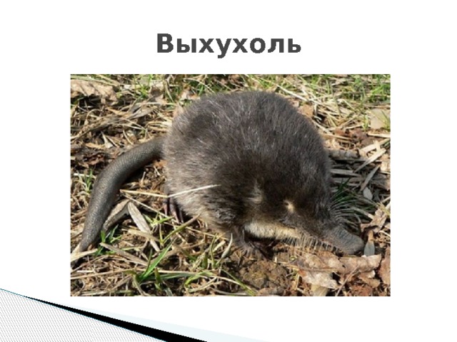 Выхухоль 