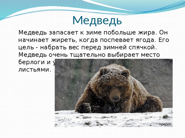 Медведь  Медведь запасает к зиме побольше жира. Он начинает жиреть, когда поспевает ягода. Его цель - набрать вес перед зимней спячкой. Медведь очень тщательно выбирает место берлоги и утепляет её мхом, ветками и листьями. 