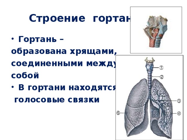 Строение гортани (1)    Гортань – образована хрящами, соединенными между собой В гортани находятся  голосовые связки