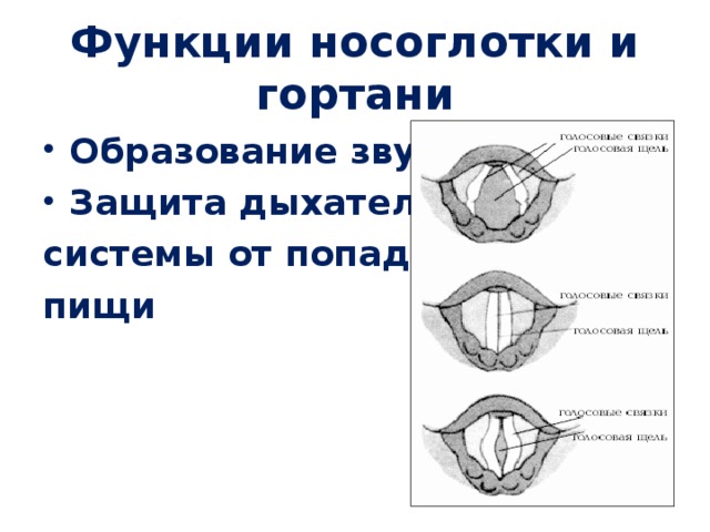 Функции носоглотки и гортани Образование звуков Защита дыхательной системы от попадания пищи