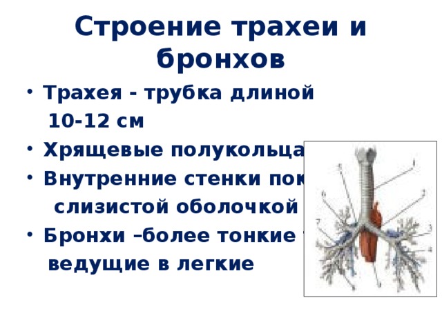 Трахея функции. Трахея строение стенки функции. Строение стенки трахеи и бронхов. Трахея и бронхи строение и функции. Трахея и бронхи топография строение и функции.