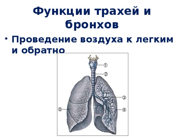 Функции бронхов