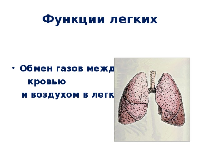 Функции легких   Обмен газов между  кровью  и воздухом в легких