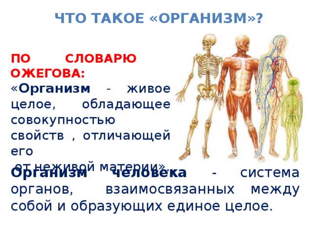 ЧТО ТАКОЕ «ОРГАНИЗМ»? ПО СЛОВАРЮ ОЖЕГОВА: « Организм - живое целое, обладающее совокупностью свойств , отличающей его  от неживой материи». Организм человека - система органов, взаимосвязанных между собой и образующих единое целое.