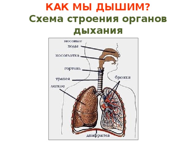 КАК МЫ ДЫШИМ?  Схема строения органов дыхания