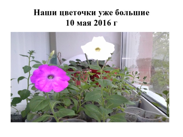 Наши цветочки уже большие  10 мая 2016 г 