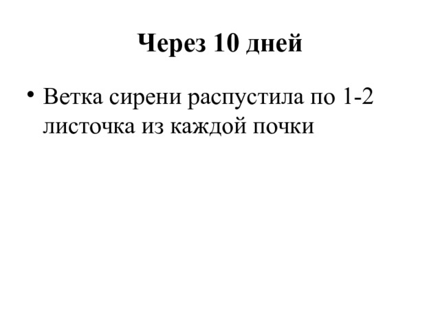 Через 10 дней Ветка сирени распустила по 1-2 листочка из каждой почки 