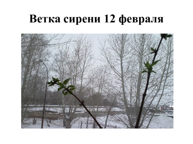 Ветка сирени 12 февраля 