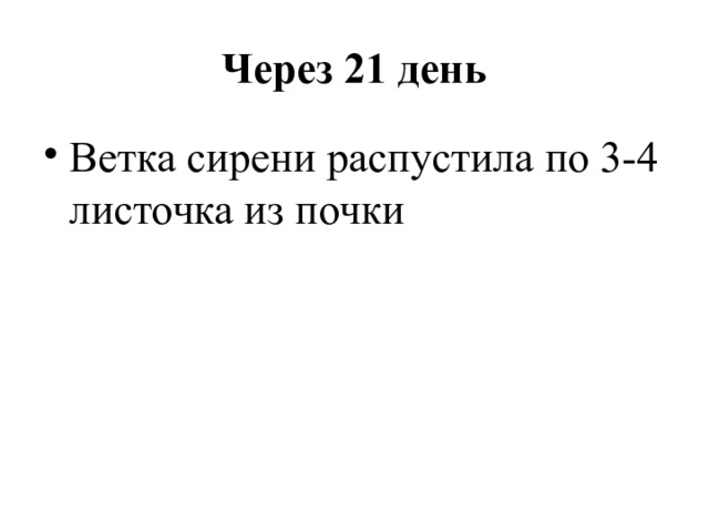 Через 21 день Ветка сирени распустила по 3-4 листочка из почки 