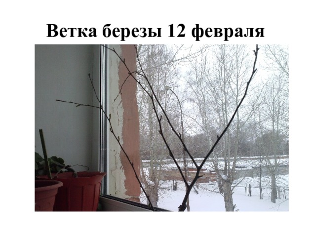 Ветка березы 12 февраля 