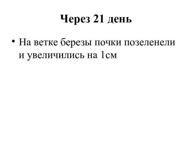 Через 21 день На ветке березы почки позеленели и увеличились на 1см 