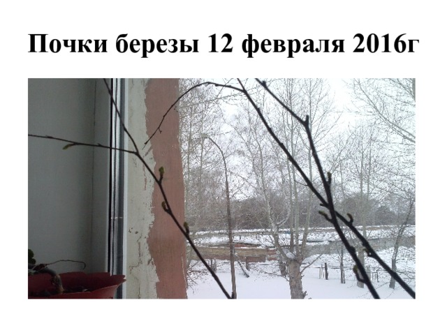 Почки березы 12 февраля 2016г 