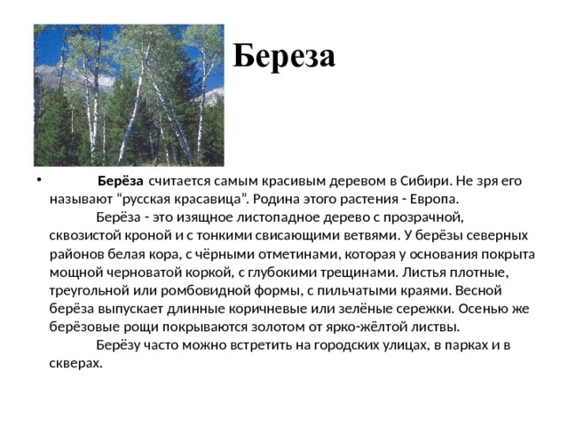 Береза             Берёза  считается самым красивым деревом в Сибири. Не зря его называют “русская красавица”. Родина этого растения - Европа.             Берёза - это изящное листопадное дерево с прозрачной, сквозистой кроной и с тонкими свисающими ветвями. У берёзы северных районов белая кора, с чёрными отметинами, которая у основания покрыта мощной черноватой коркой, с глубокими трещинами. Листья плотные, треугольной или ромбовидной формы, с пильчатыми краями. Весной берёза выпускает длинные коричневые или зелёные сережки. Осенью же берёзовые рощи покрываются золотом от ярко-жёлтой листвы.             Берёзу часто можно встретить на городских улицах, в парках и в скверах.  